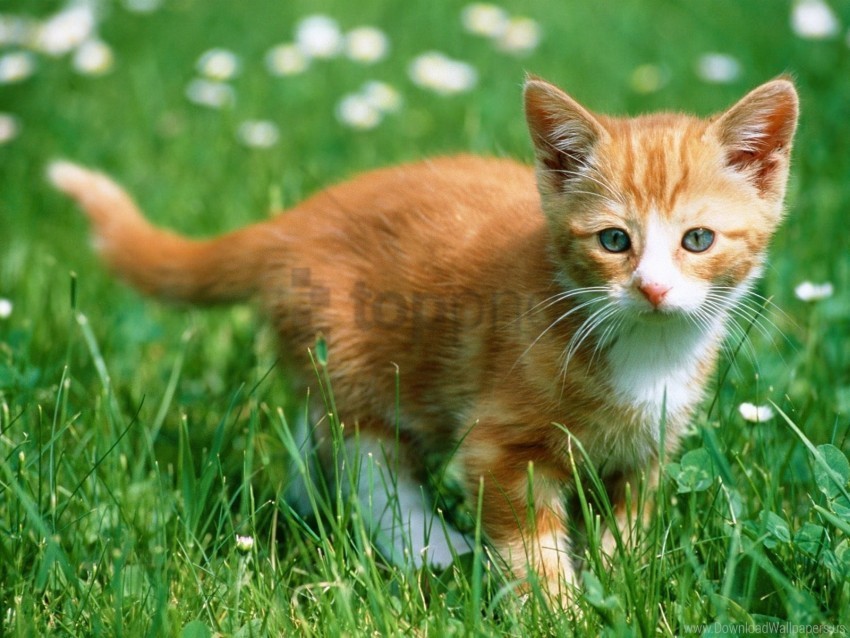 color grass kitten walk wallpaper PNG images with clear background