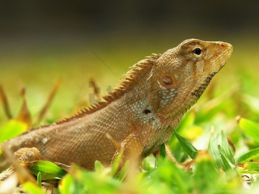 color grass lizard reptile wallpaper Free PNG images with alpha channel