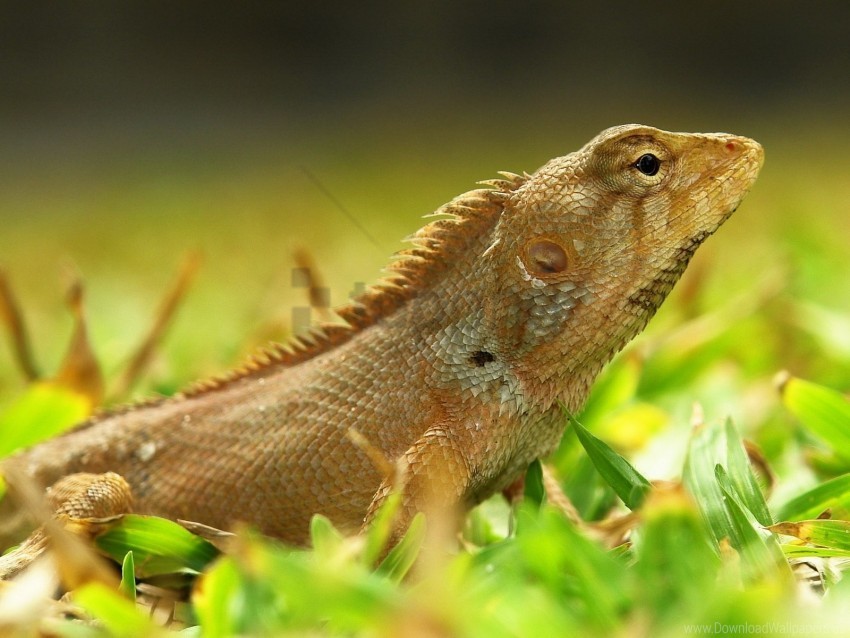 color grass lizard reptile wallpaper Transparent PNG images extensive variety