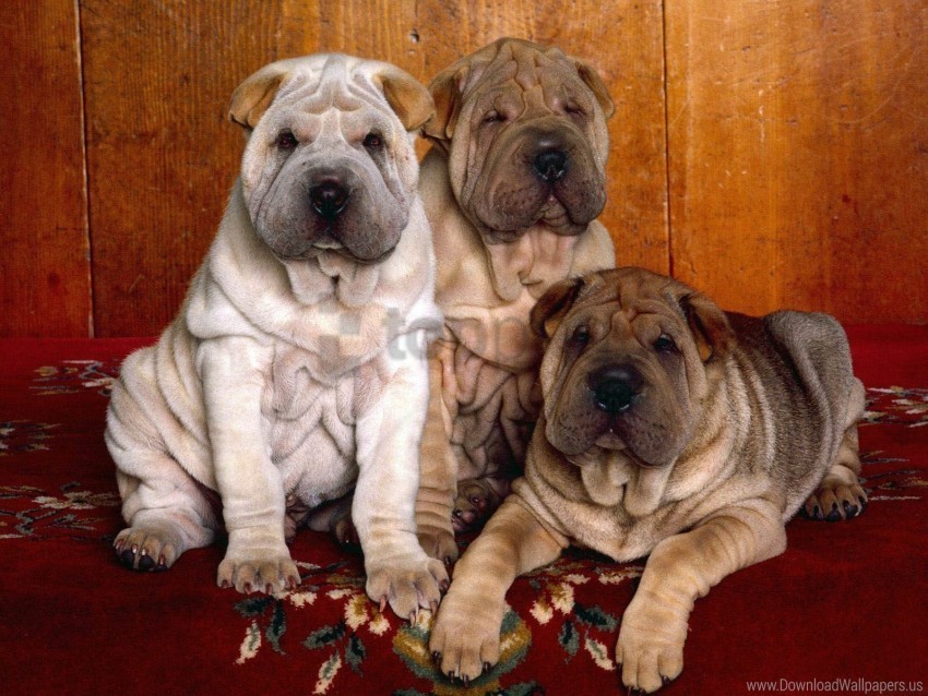 color hair puppies shar pei three wallpaper PNG images with alpha transparency bulk