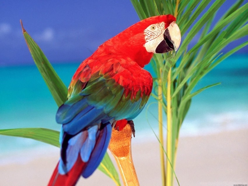 colors parrot tropical wallpaper Isolated Icon on Transparent PNG