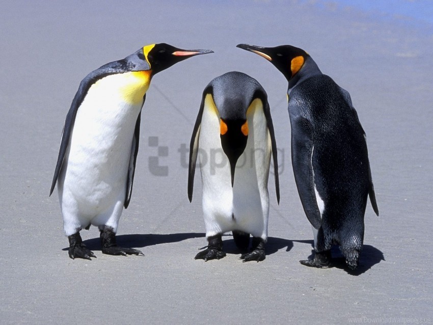 communication penguins shadow three wallpaper Isolated Artwork in HighResolution Transparent PNG
