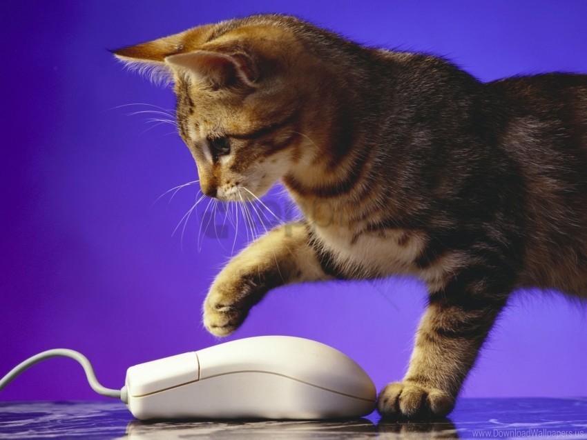 computer mouse kitten playful wallpaper PNG download free