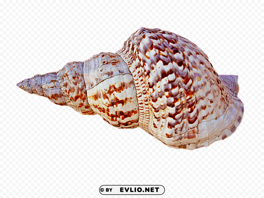 conch PNG files with transparent elements wide collection