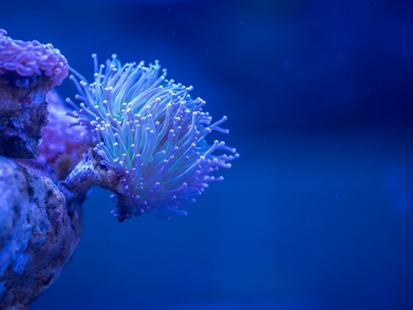 coral sea depth macro underwater Transparent PNG images for printing 4k wallpaper