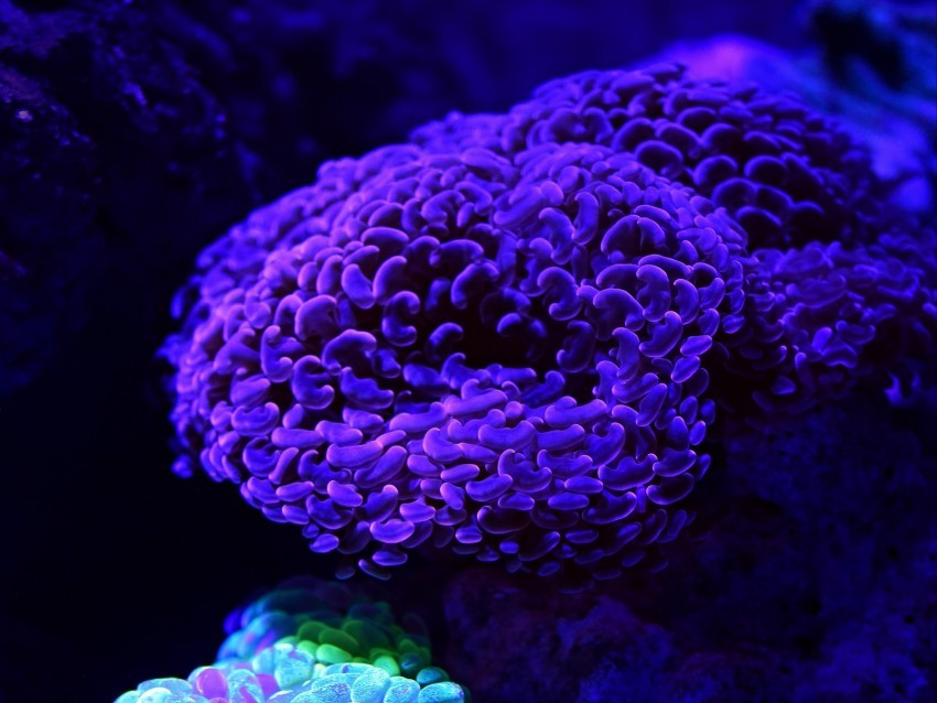 corals glow underwater world Free PNG images with transparent layers