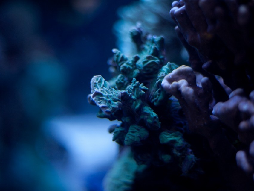 corals underwater world algae macro ocean Transparent PNG graphics variety