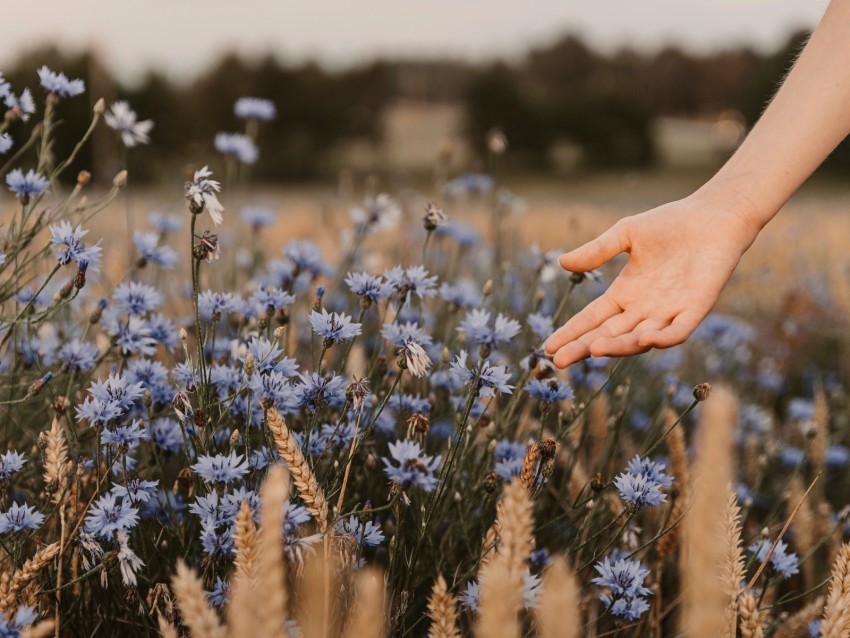 cornflowers flowers hand spikelets field PNG Graphic with Transparency Isolation