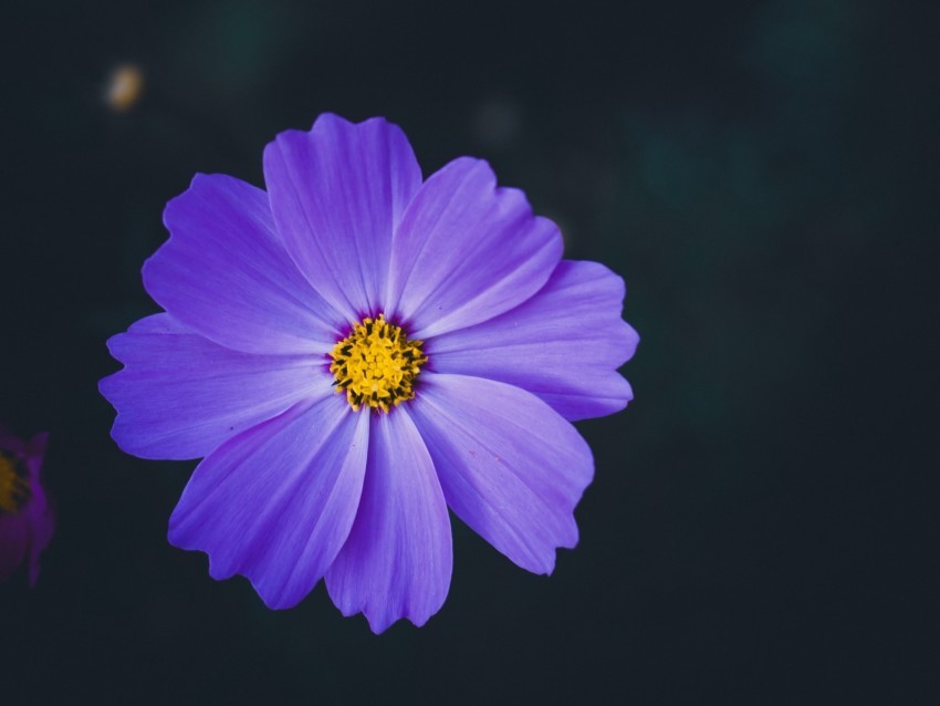 cosmea lilac flower macro blur Clear Background PNG Isolated Design Element