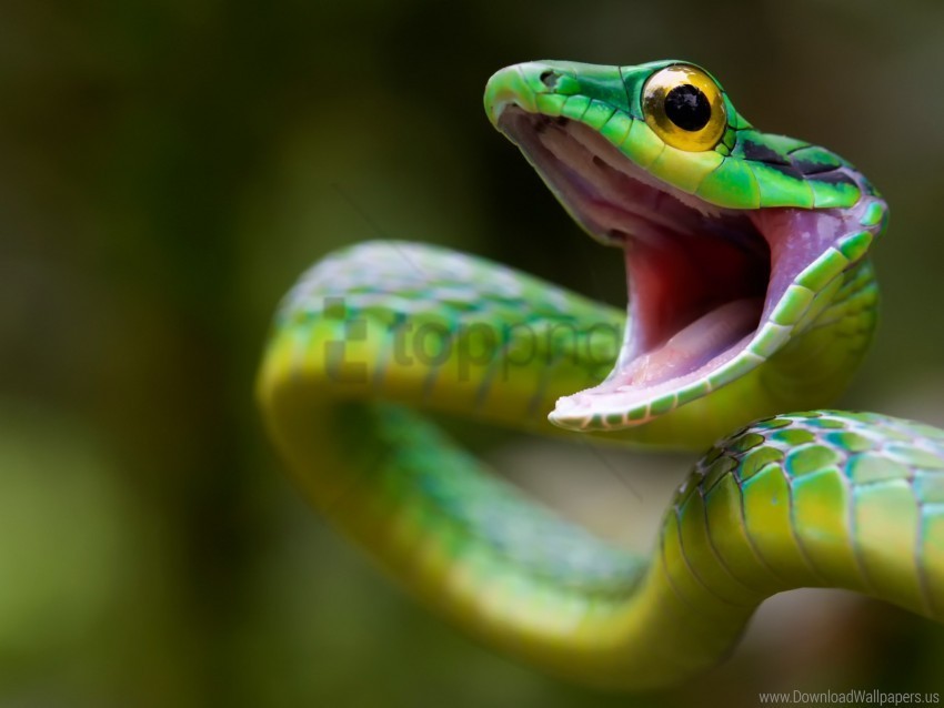 costa rica green snake snake wallpaper HighQuality Transparent PNG Isolated Object