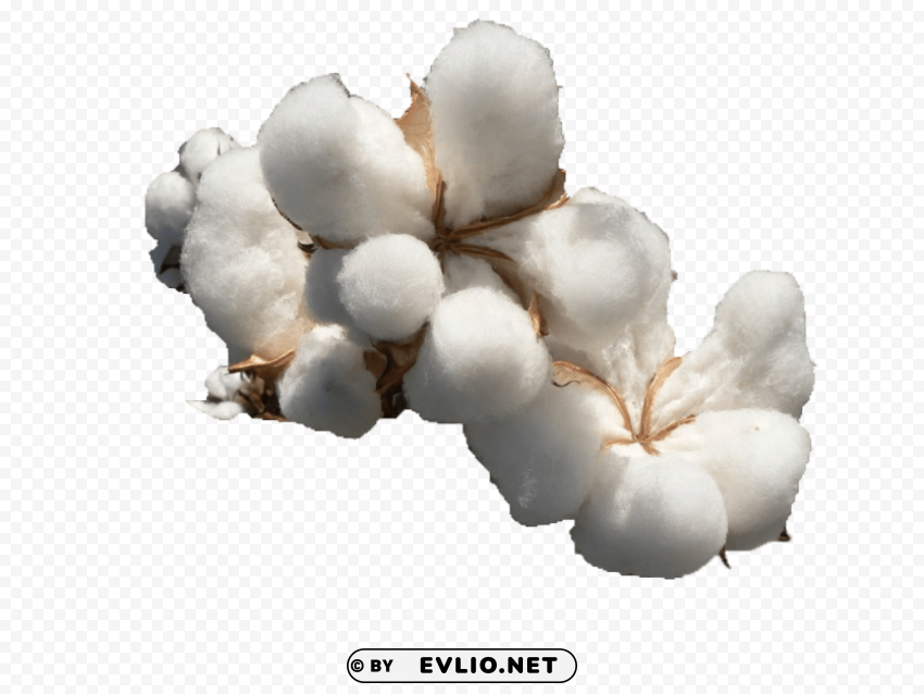 cotton download free Transparent PNG Illustration with Isolation