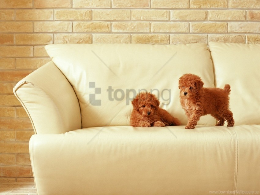 couch couple kids puppies wallpaper PNG files with no backdrop required