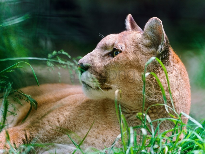 cougar down grass muzzle wolf wallpaper Clear pics PNG