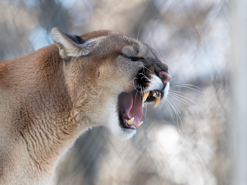 cougar grin roar predator fangs wildlife PNG files with no backdrop required 4k wallpaper