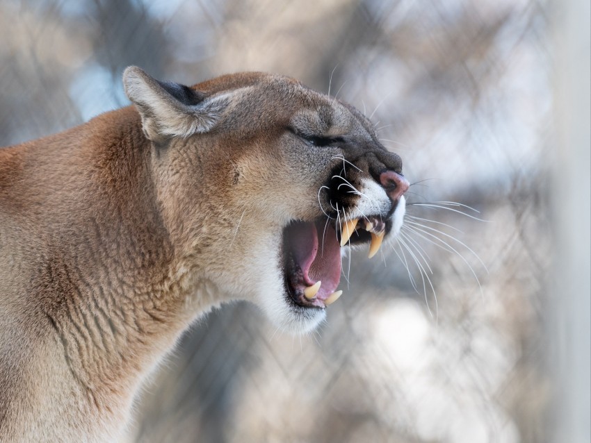 cougar grin roar predator fangs wildlife PNG files with no backdrop required