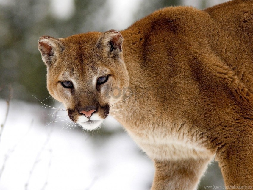 cougar montana winter wallpaper PNG file with no watermark