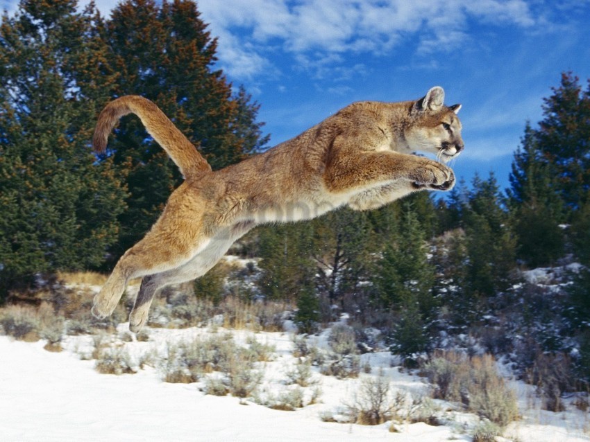 cougar power wallpaper PNG files with alpha channel