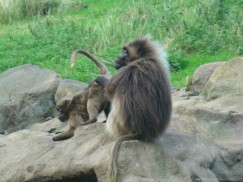 couple cub gelada monkey parent wallpaper Transparent Background Isolation in PNG Image