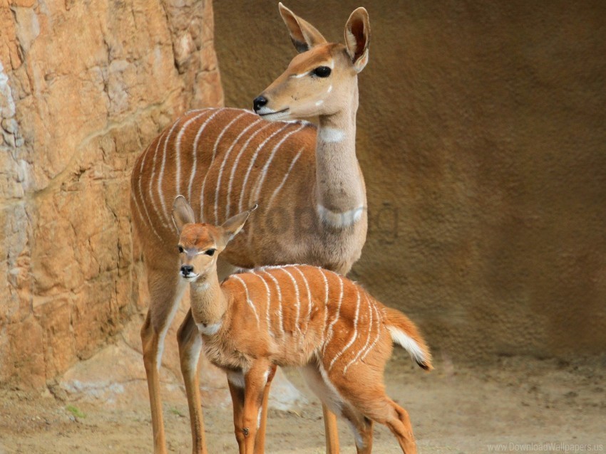 couple cub lesser kudu walk wallpaper PNG images with clear alpha channel broad assortment
