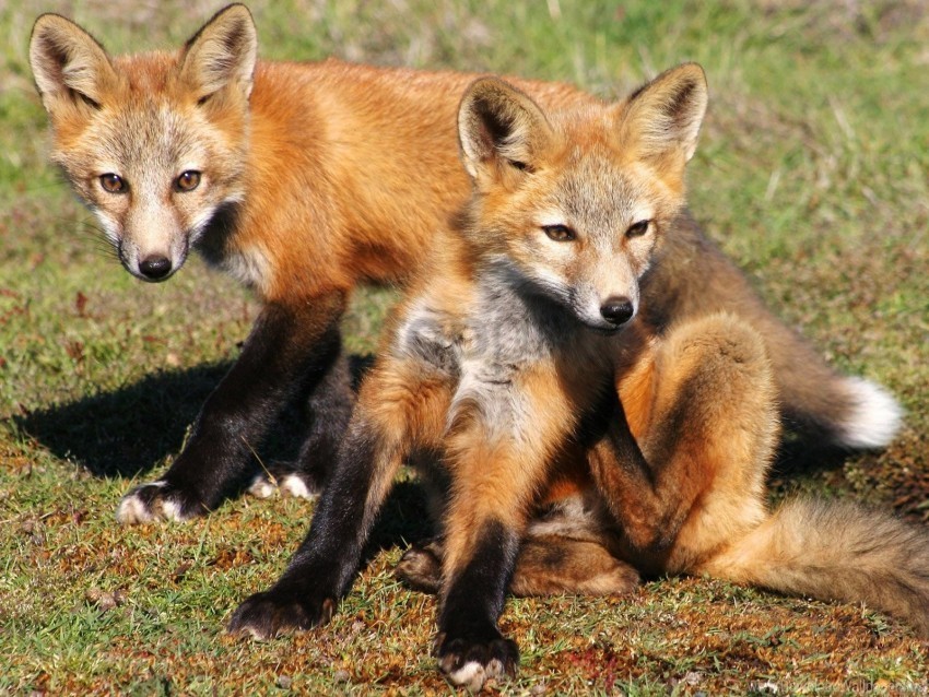 couple cubs fox foxes grass wallpaper PNG for Photoshop