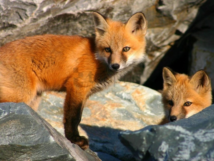 couple cubs fox hiding stones wallpaper PNG pics with alpha channel