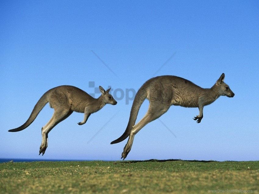 couple dive field grass kangaroo sky wallpaper Isolated Graphic Element in HighResolution PNG