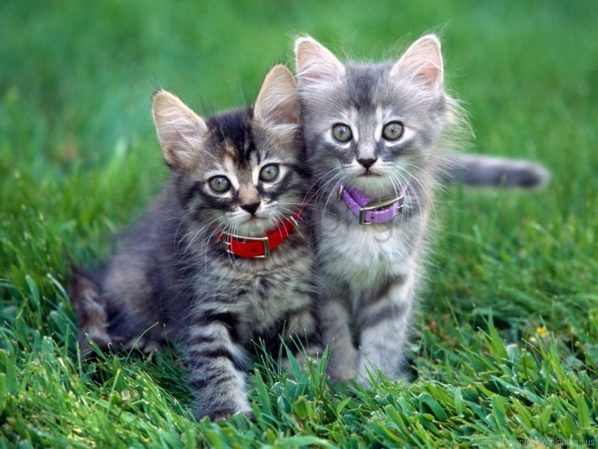 couple dog collar grass kittens wallpaper PNG with Isolated Object and Transparency