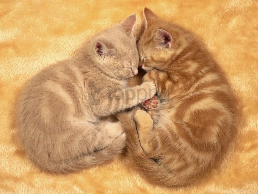 couple dream kids kittens wallpaper PNG Graphic Isolated on Clear Background Detail
