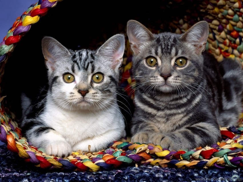 couple fabric kittens sit wallpaper Transparent PNG Isolated Element
