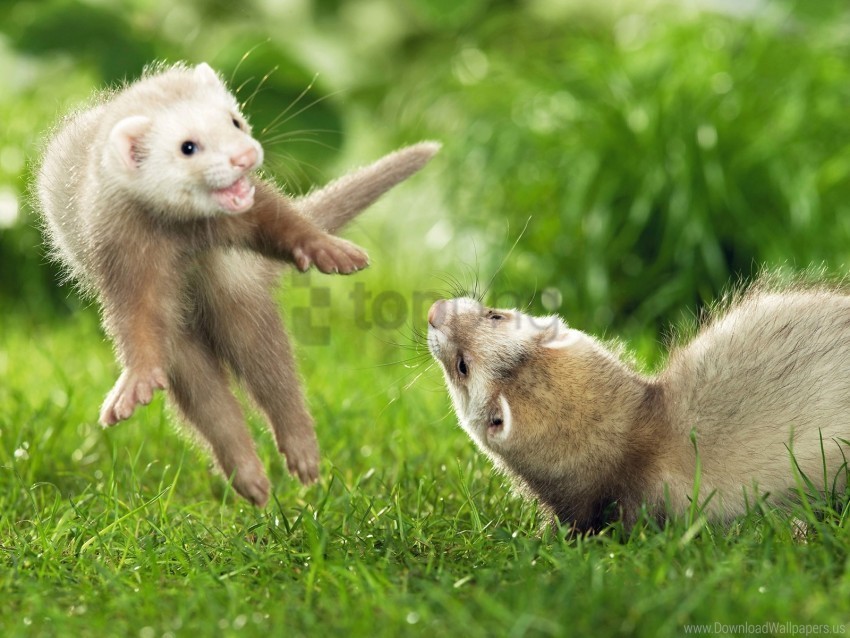 couple ferrets grass jump playful wallpaper Isolated Subject on Clear Background PNG