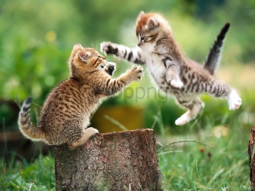 couple fight kittens stump wallpaper PNG files with transparent elements wide collection