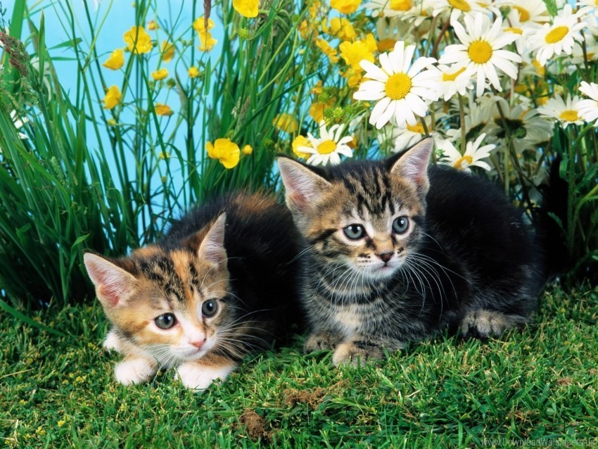 couple flowers grass kittens sit wallpaper PNG pictures with no backdrop needed