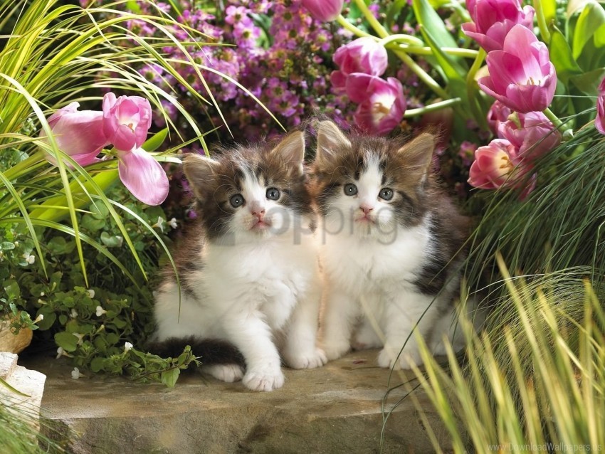 couple flowers grass kittens wallpaper PNG free download