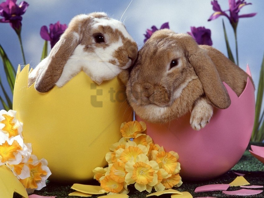 couple flowers rabbits sleep wallpaper High-resolution transparent PNG files