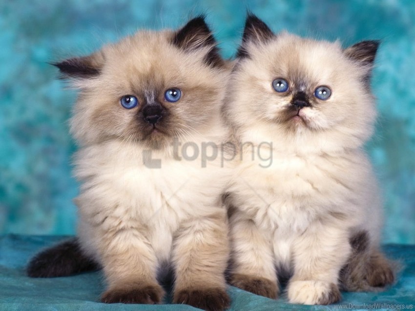 couple fluffy kittens sit wallpaper PNG files with no royalties