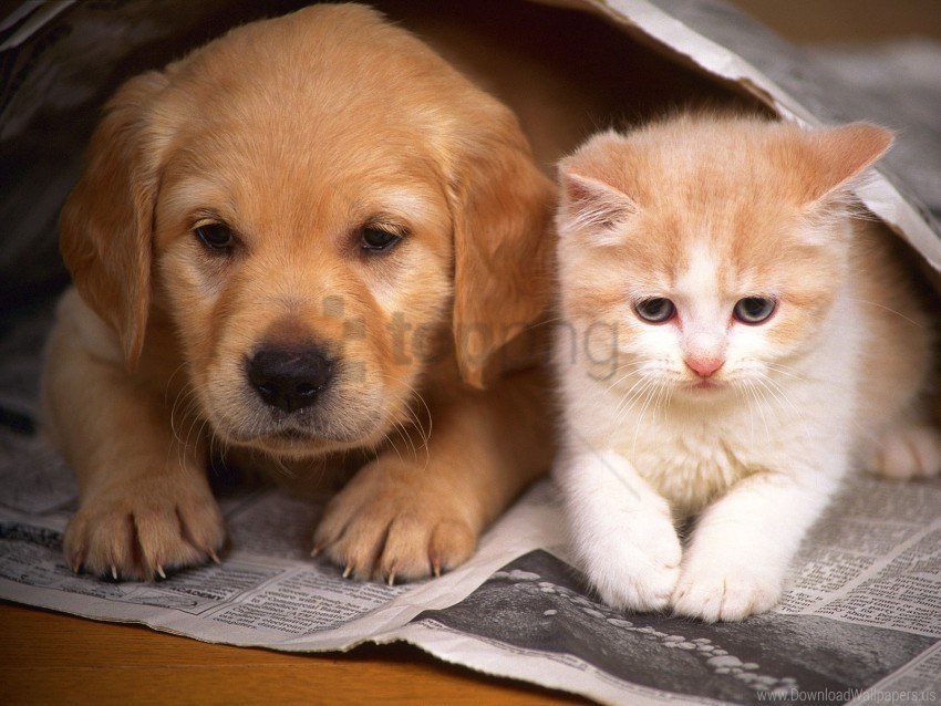 couple friends hiding kitten newspaper puppy wallpaper Clear Background Isolated PNG Graphic