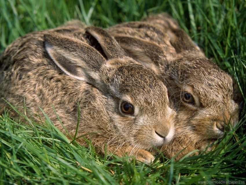 couple funk grass hiding rabbits wallpaper PNG Image with Transparent Isolated Graphic