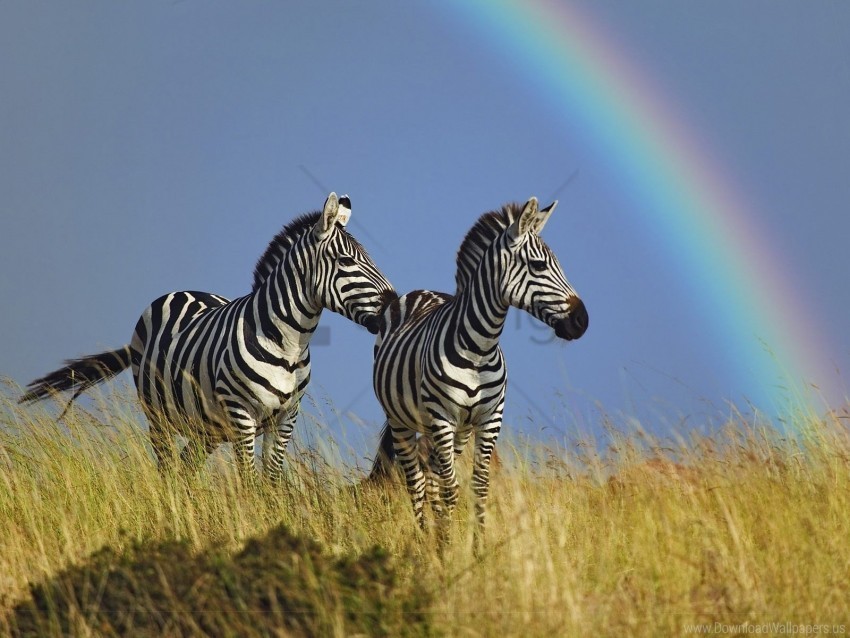 couple grass rainbow zebra wallpaper ClearCut Background Isolated PNG Art