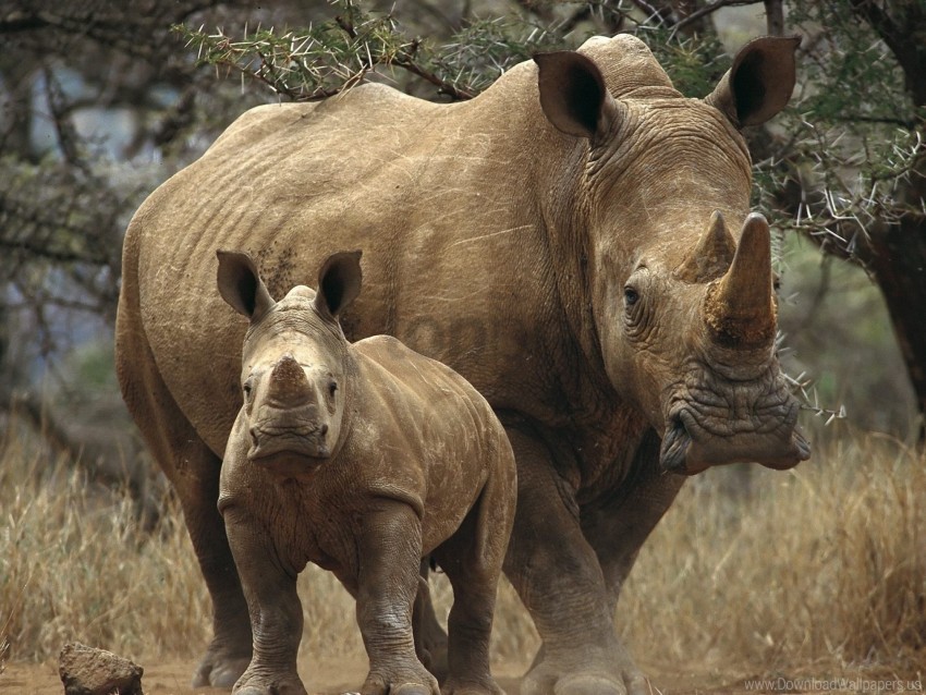 couple grass rhinos trees walk woods wallpaper Isolated Item on Clear Transparent PNG