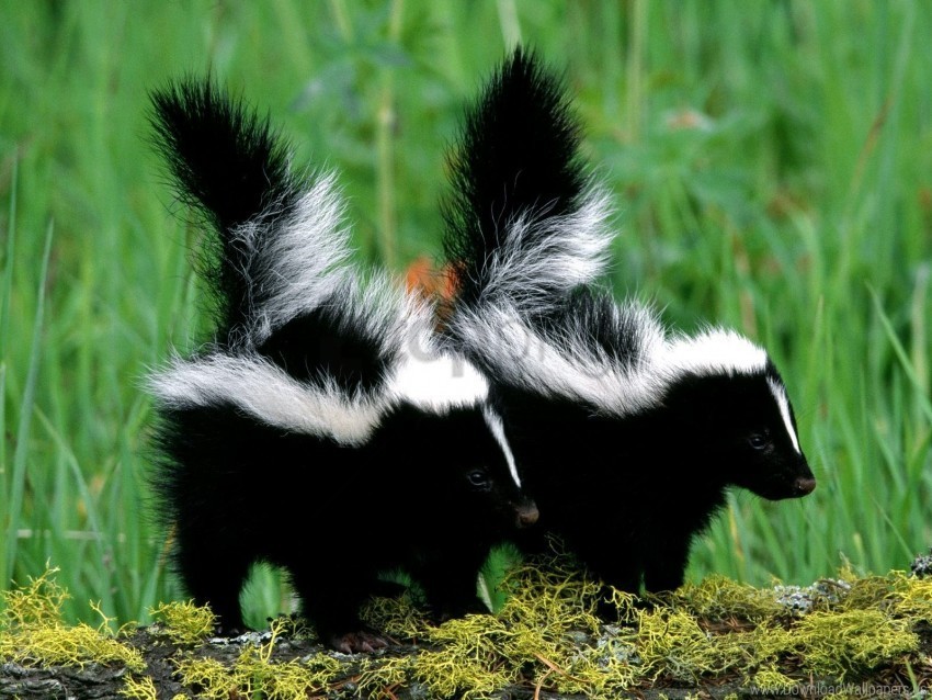 couple grass skunks walk wallpaper PNG Graphic Isolated with Clarity