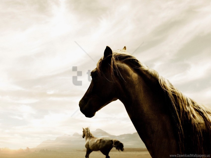 couple horse running sky wallpaper PNG images with transparent overlay