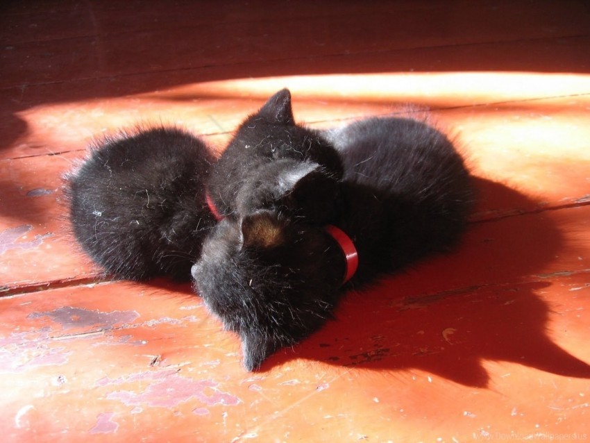 couple kittens lie down sleep wallpaper Transparent PNG images set