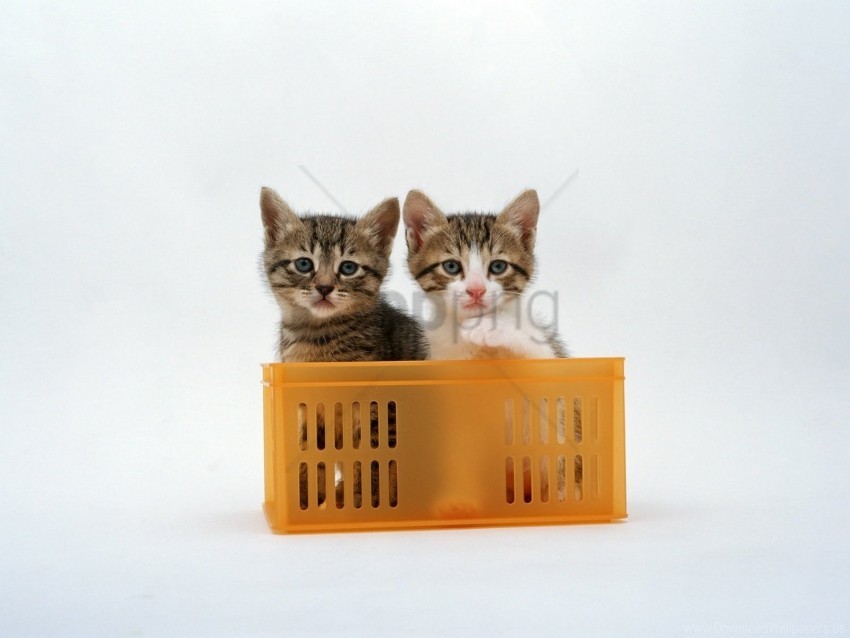 couple kittens shopping sitting wallpaper PNG for educational use