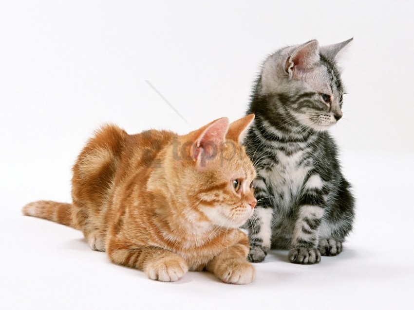 couple kittens tenderness wallpaper PNG files with transparency