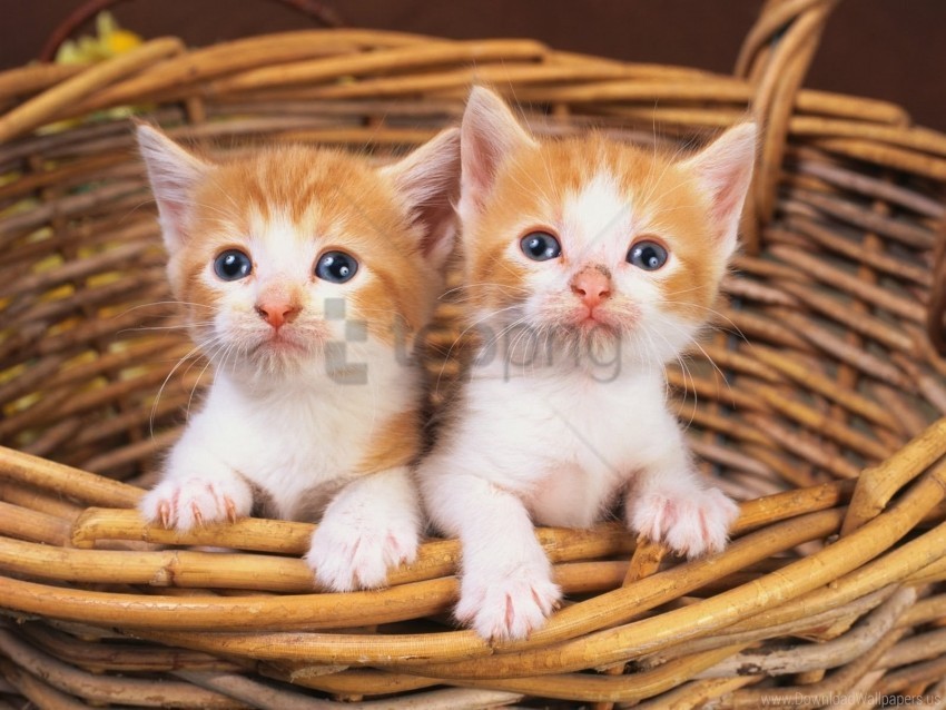 couple kittens watching wallpaper PNG Graphic Isolated with Clear Background