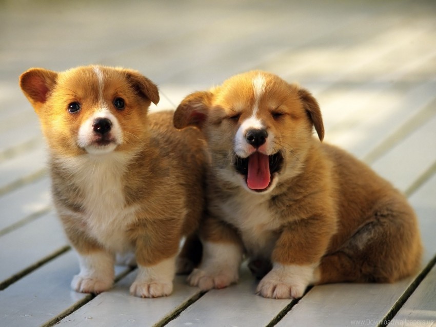 couple puppies spotted wallpaper Transparent PNG Object Isolation