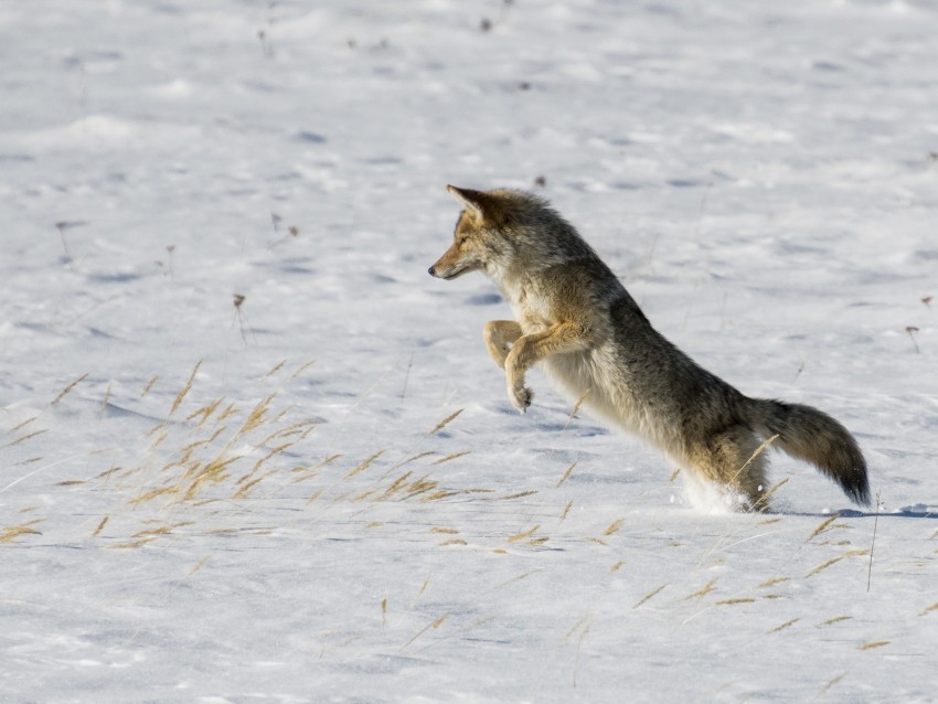 coyote jump hunting snow predator wildlife Isolated Character in Clear Transparent PNG