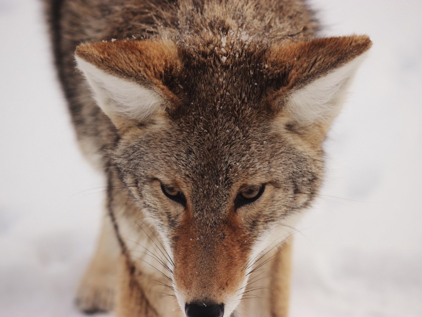 coyote snow glance predator wildlife Clear Background PNG Isolated Element Detail