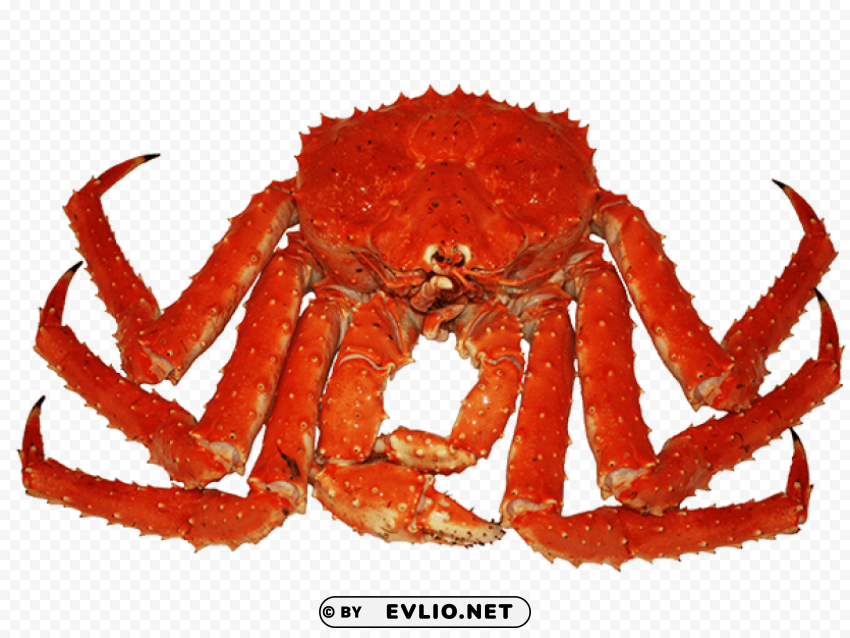 crab Isolated Character in Transparent PNG