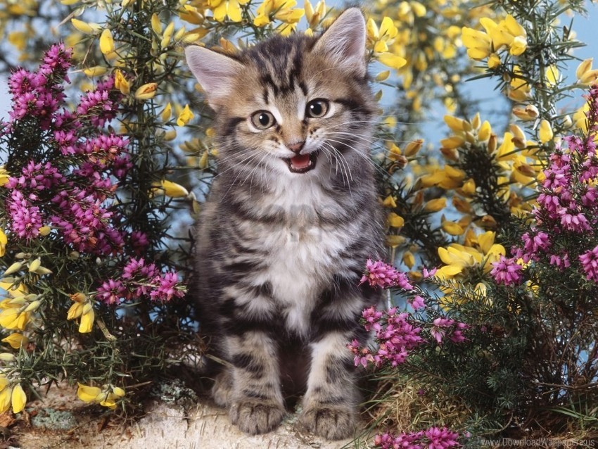 creek flowers kitten wallpaper PNG Isolated Illustration with Clarity